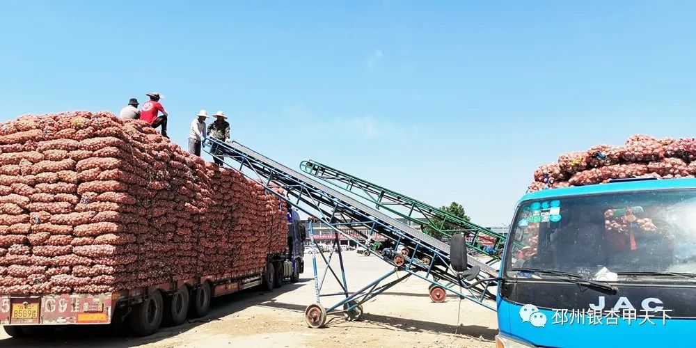 大蒜收获季！邳州强化服务助农解忧