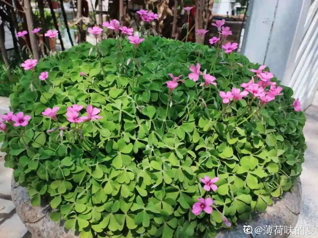 绿道科普展,绿道科普看初夏街头满目芳菲