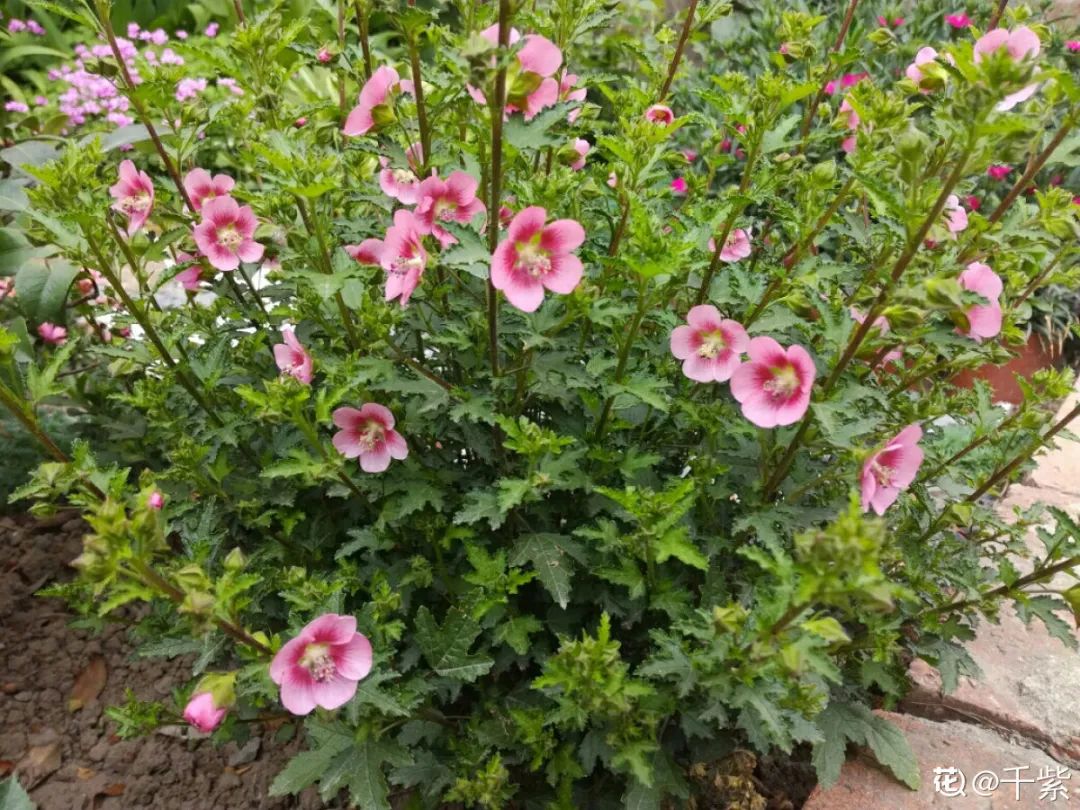 绿道有哪些科普,绿道花卉