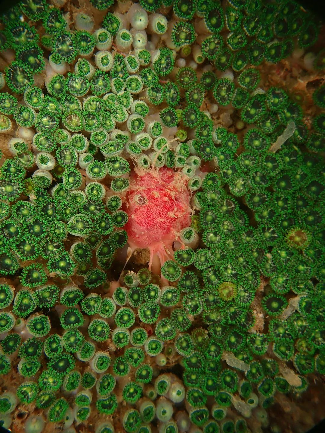 这样的鸟兽胖友圈,你见过吗?