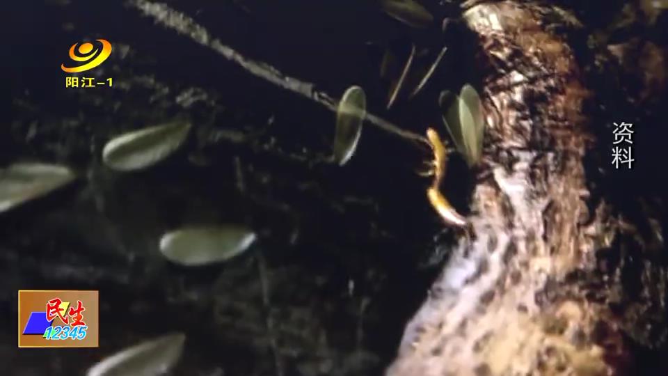 怎么预防大水蚁,室外水蚁消灭最简单方法