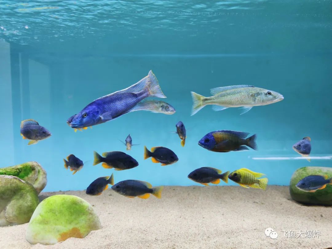 莫斯树草缸造景diy教程,不需要二氧化碳的草缸造景