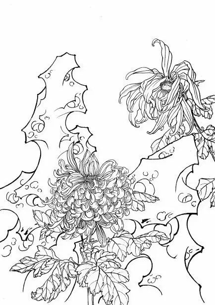 白描菊花国画如何上色,国画白描菊花图片大全
