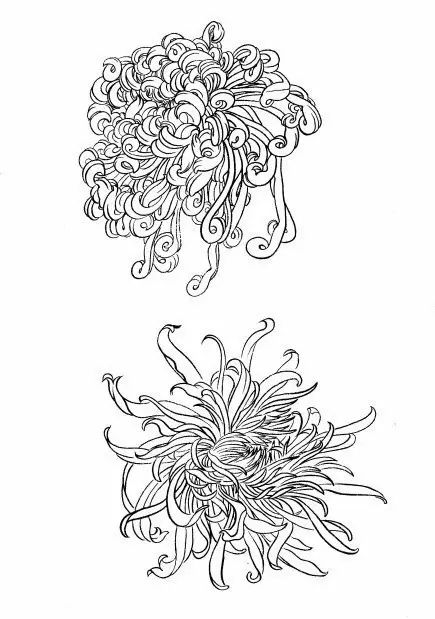 白描菊花国画如何上色,国画白描菊花图片大全