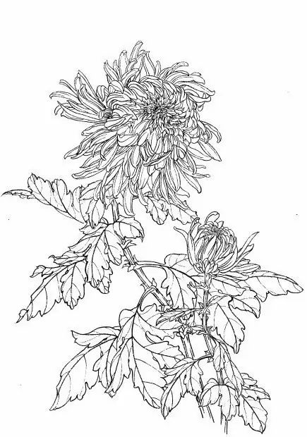 白描菊花国画如何上色,国画白描菊花图片大全