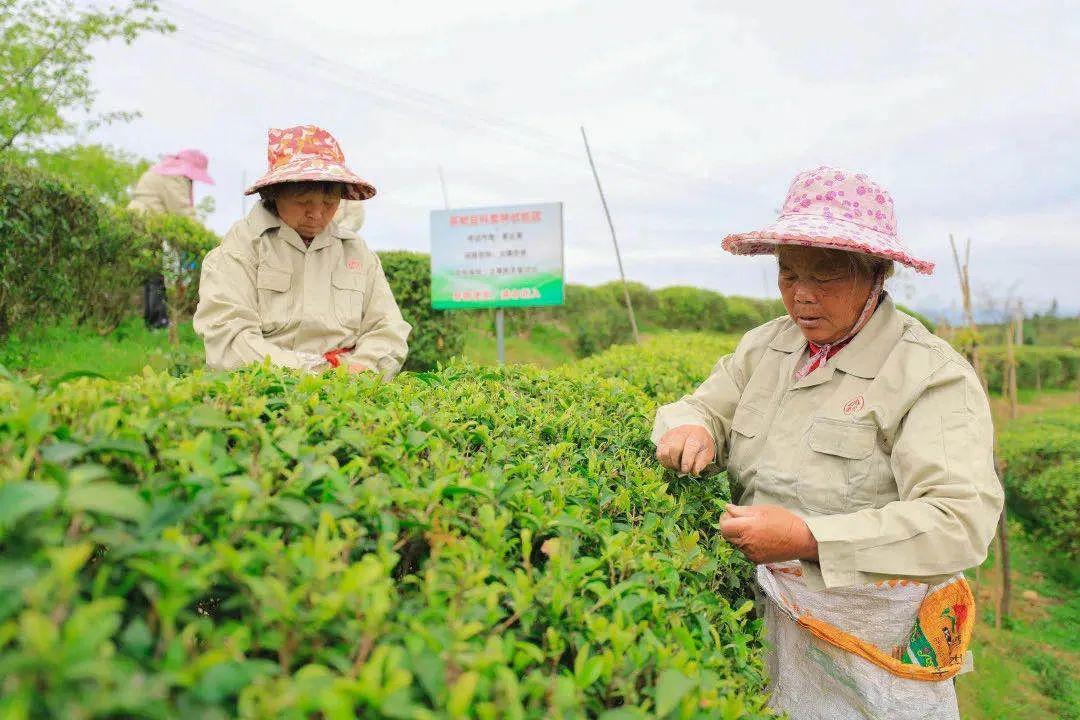 福建省工商联发挥自身优势助力脱贫致富按下“快进键”