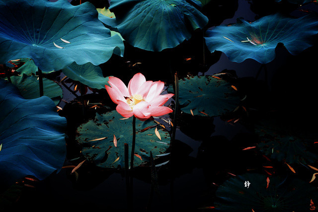 淮阳的荷花真美,又到了赏荷花的季节家门口的美景