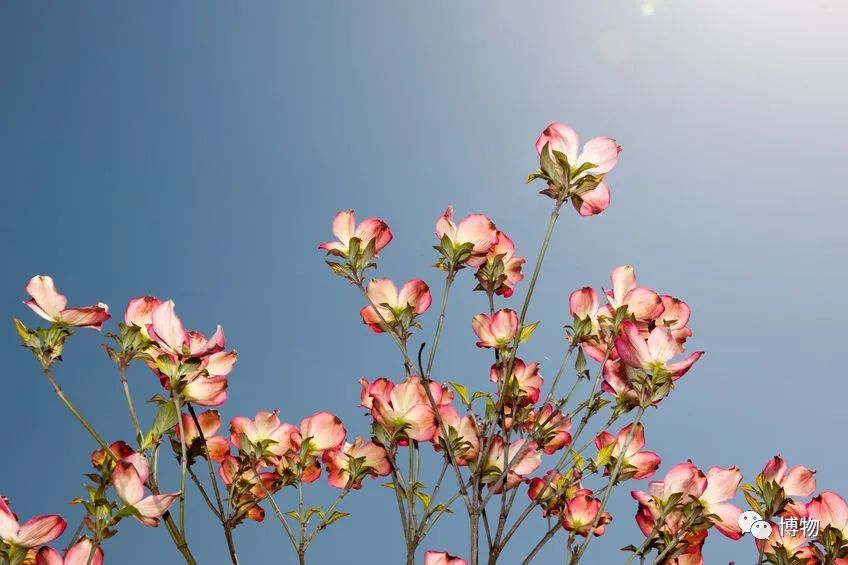 大花四照花花语,大花四照花
