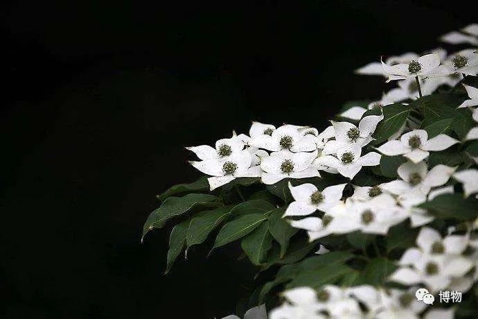 大花四照花花语,大花四照花