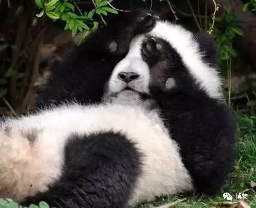 能拍彩色照片的大熊猫,大熊猫为啥不能拥有一张彩色照片