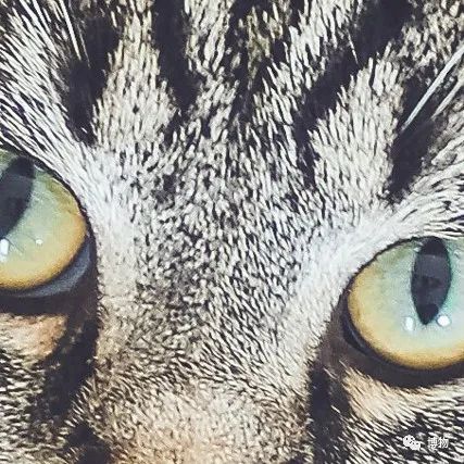 大熊猫一生没有彩色照片,大熊猫的愿望彩色照片