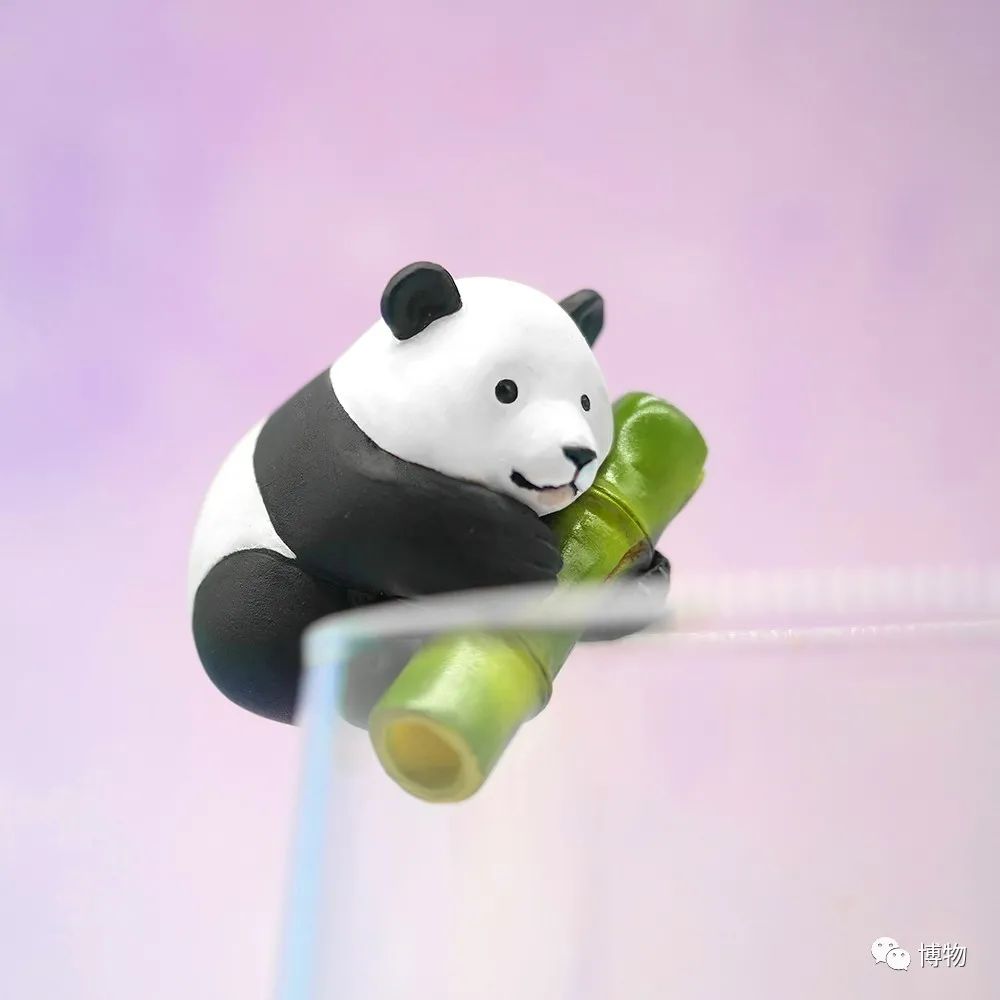 大熊猫一生没有彩色照片,大熊猫的愿望彩色照片