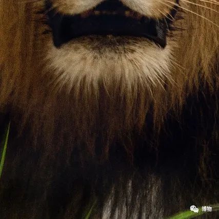 能拍彩色照片的大熊猫,大熊猫为啥不能拥有一张彩色照片