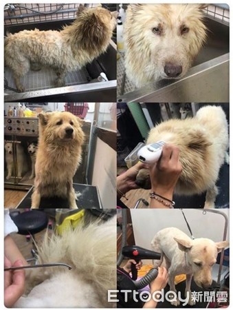 流浪萨摩耶蜕变,流浪萨摩耶全部视频