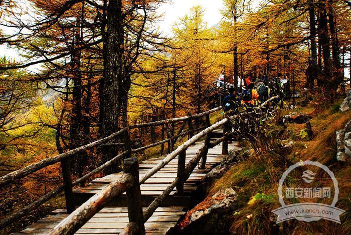 让客来时所见一山碧绿万物竞发