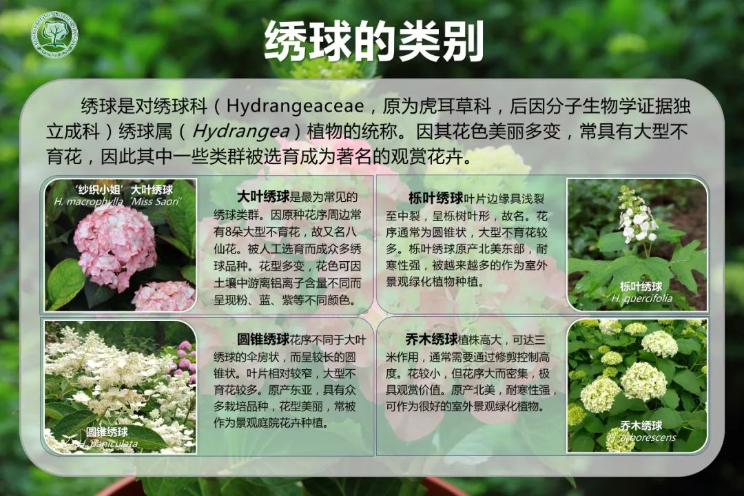 绝了，夏天一定请来这！松江要你眼“花”缭乱