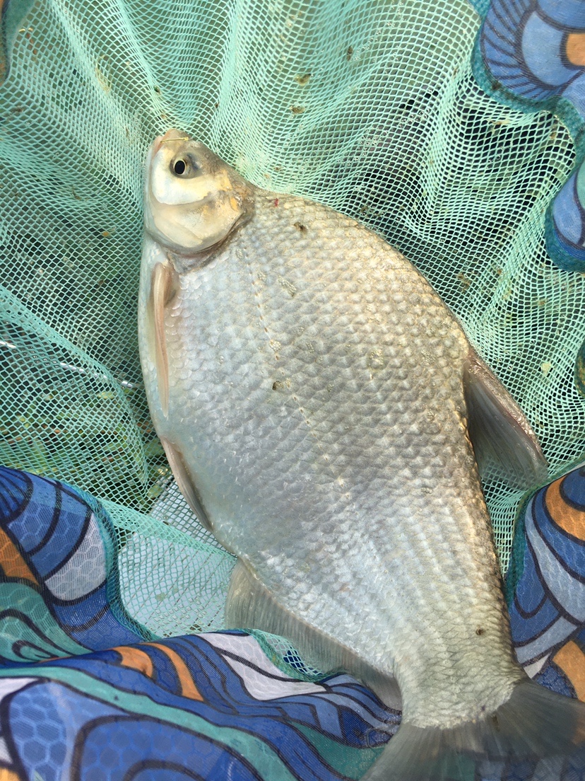 山湖水库迎风甩大鞭，没点技术怎么擒住斤翘