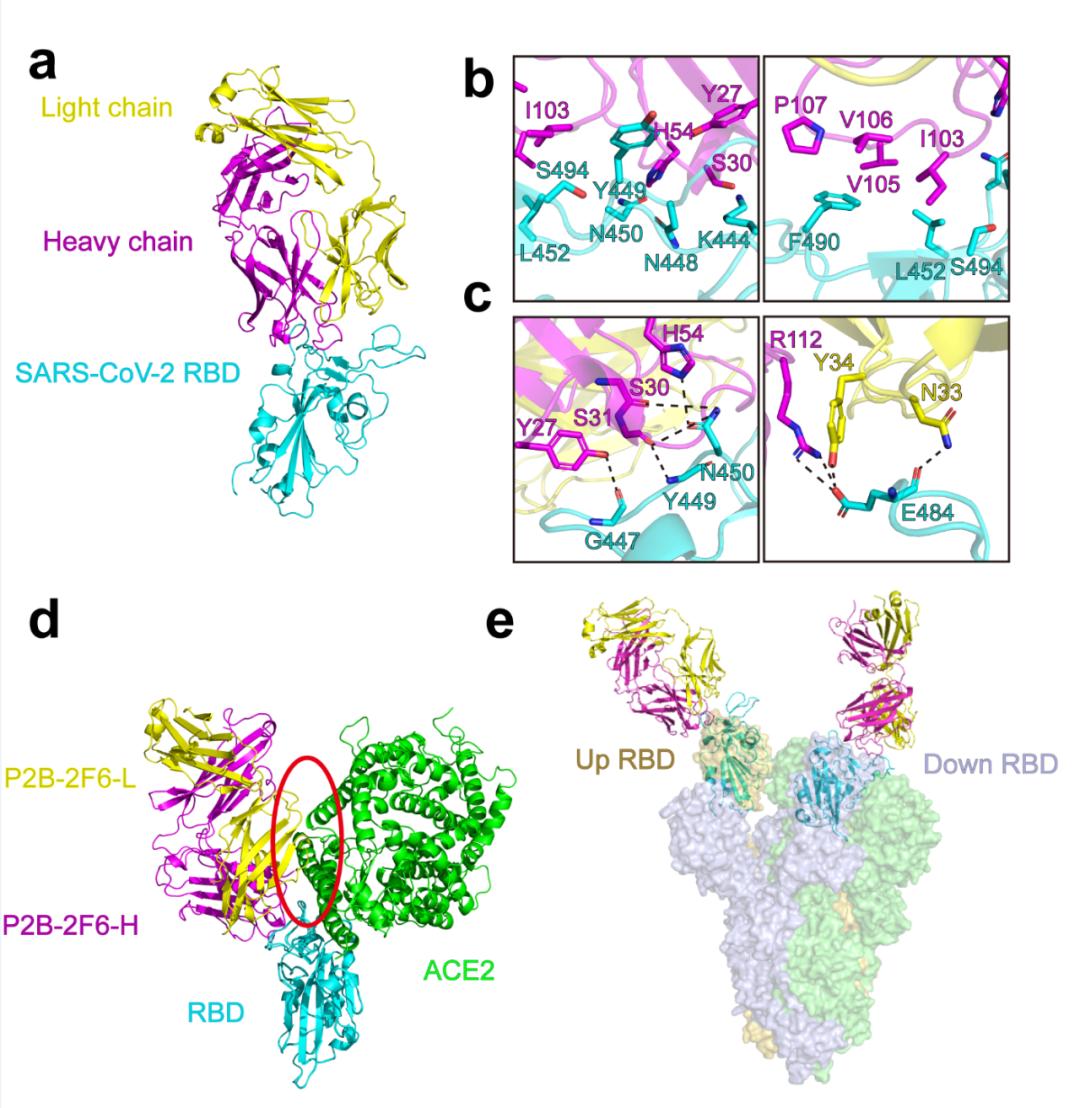 新冠病毒新抗体已紧急获批,研究团队发现新冠病毒抗体