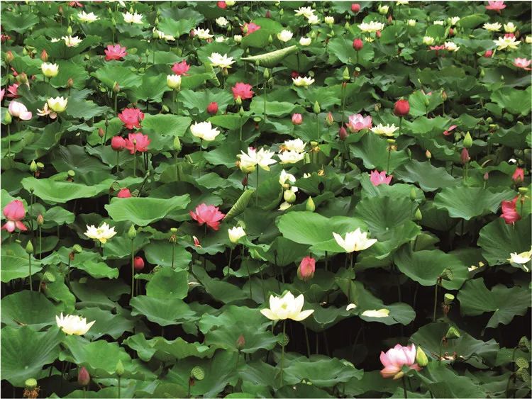 再造子午岭,再造一个子午岭有效吗