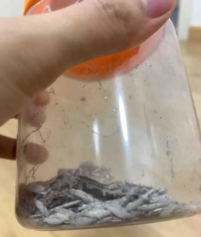 广东一男子被怪虫抓了10多只,广东一男子家被怪虫光顾