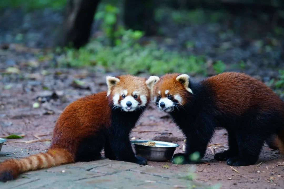 四川人专属表情包,四川人安安