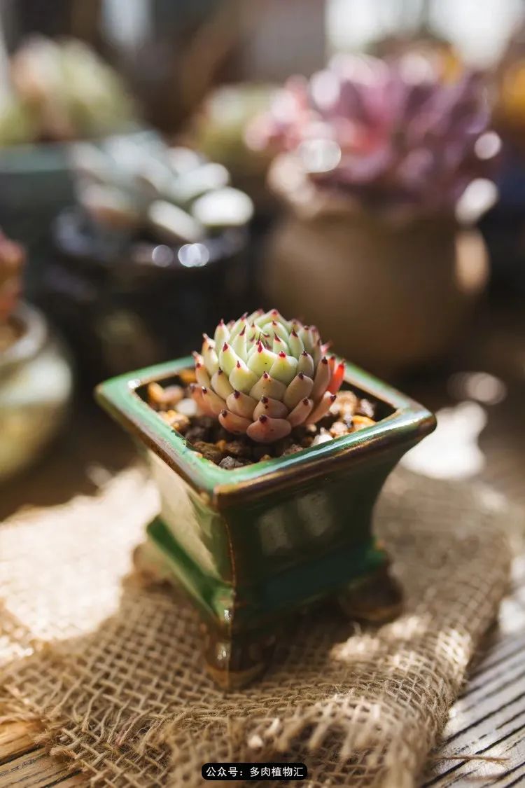 专注于自己喜欢的事情,专注于自己喜爱的事情