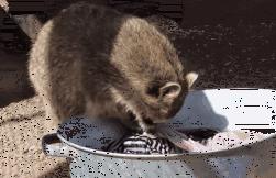 官宣的新消息,官宣时间确定了吗