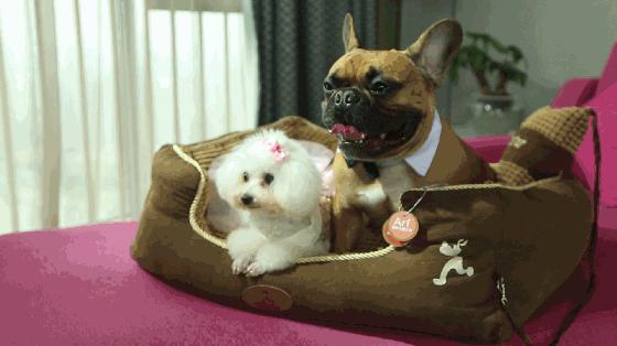 法国Lérane草本净螨贴，萃取天然植物，除螨更安心