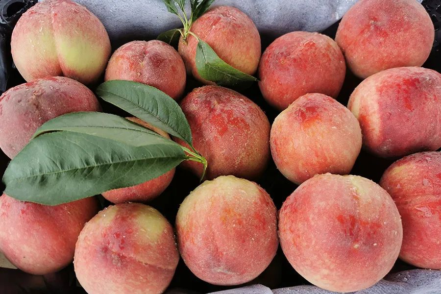 拼团|嫩得掐的出水的“蜜桃臀”，白里透红，一咬就爆汁！每一口都是满满少女心