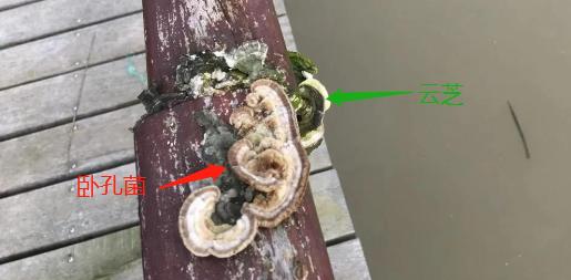 纯天然的野货视频,纯天然野货