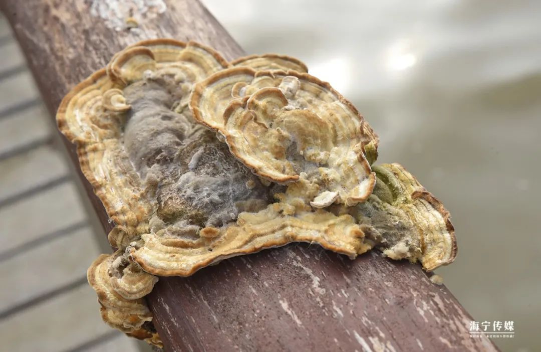 纯天然的野货视频,纯天然野货