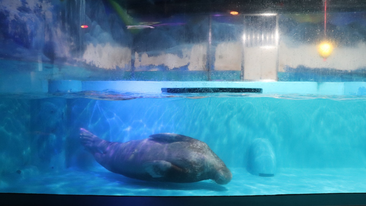 正佳广场鲨鱼事件,正佳广场海洋馆致歉原因