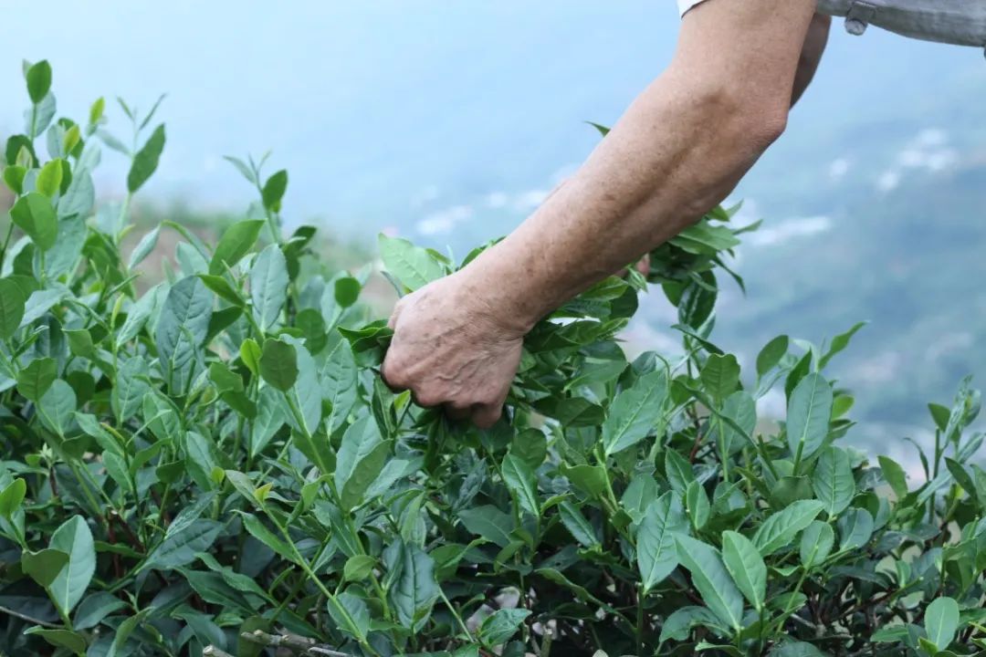 安溪下午茶小吃有哪些店,安溪三级铁观音好喝吗