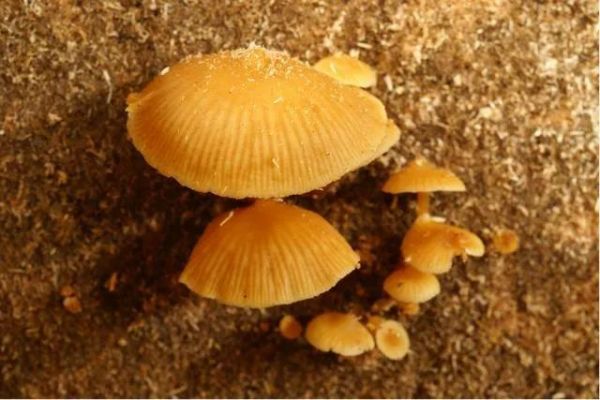 湖南最新蘑菇中毒事件,湖南毒蘑菇事件