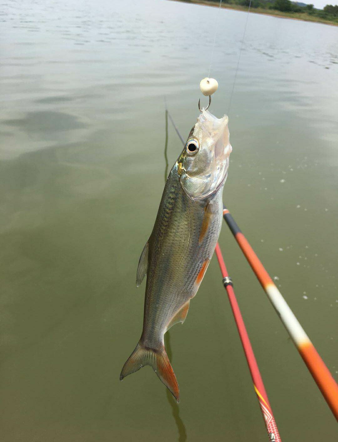 回忆往事作文关于钓鱼,回忆钓鱼的往事