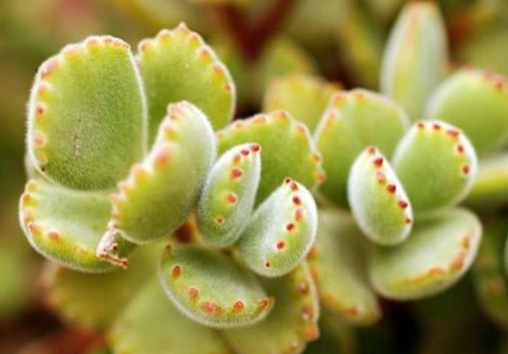 熊童子老桩秃了,熊童子秃了