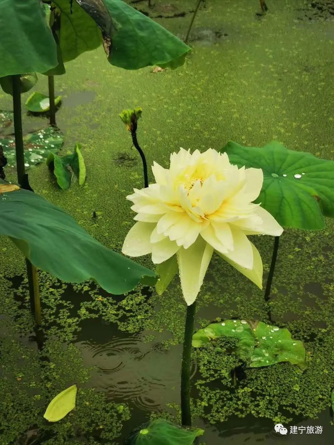 在三明夏天去哪玩,三明荷花最佳观赏地