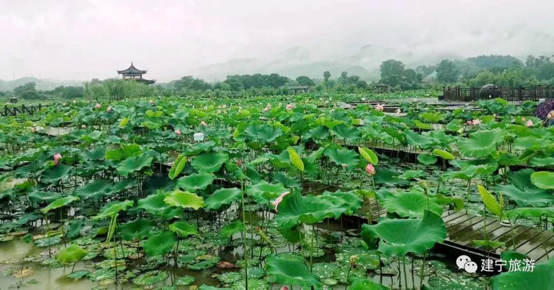 在三明夏天去哪玩,三明荷花最佳观赏地