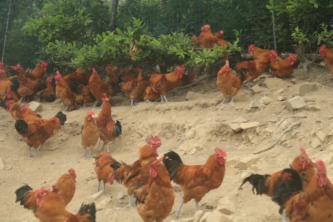 文旅日照市,莒县文旅旅游攻略