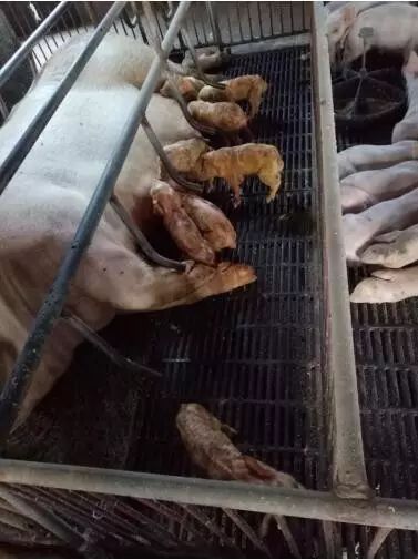 猪场流行性腹泻怎样处理,仔猪流行性腹泻猪圈怎么消毒