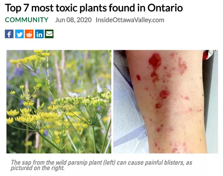 全球最毒的十大毒动物,加拿大最可怕的蛇