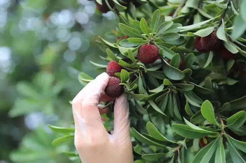 摘杨梅温馨提示,采摘杨梅摔伤警示