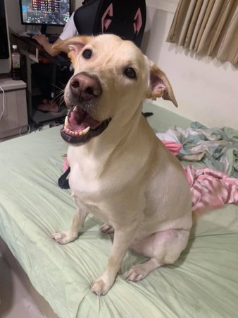 汪星人超爱吞布　医生一句话打脸