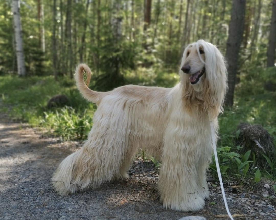 盘点二十种忠爱满世界的萌犬,可爱治愈系萌犬