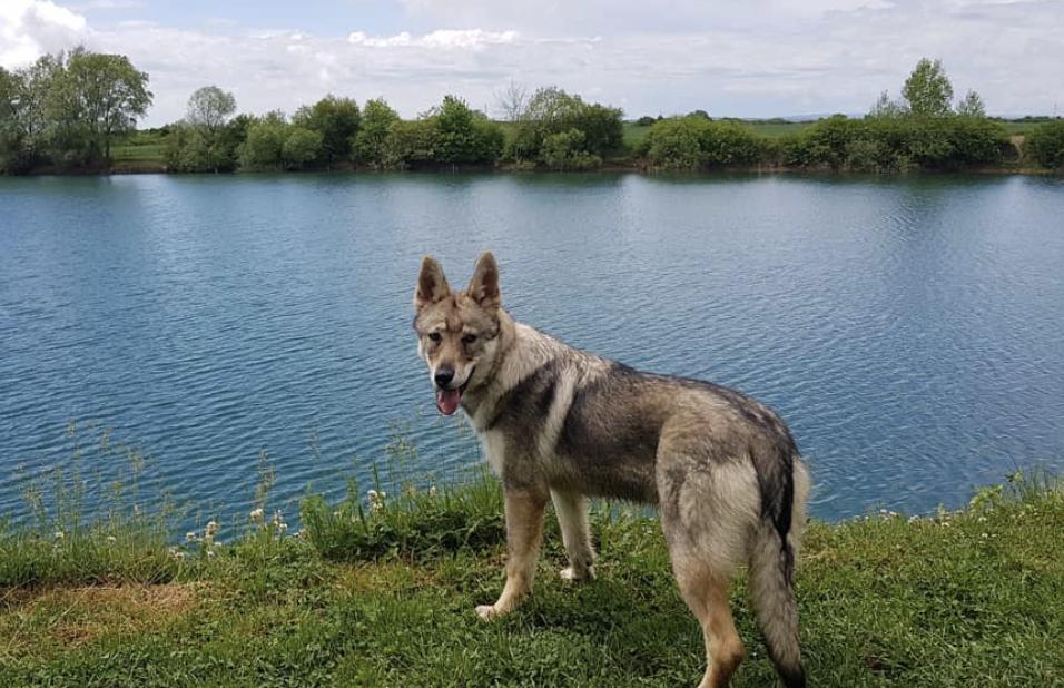 萌犬百科全集,盘点二十种忠爱满世界的萌犬