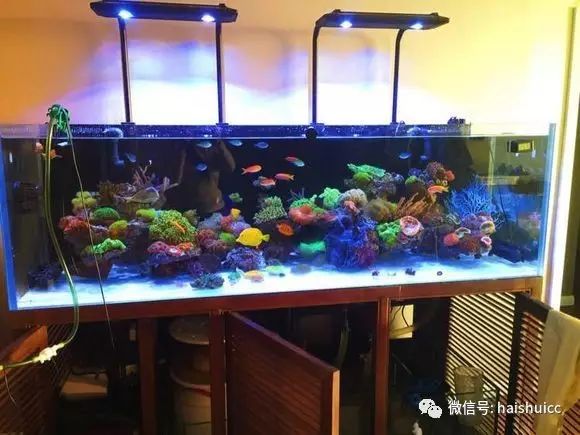 活珊瑚的正确养殖方法,姬珊瑚的养殖方法和注意事项