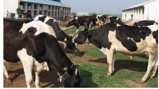 「养殖天地」牧场无乳链球菌的危害与清除计划实施要点