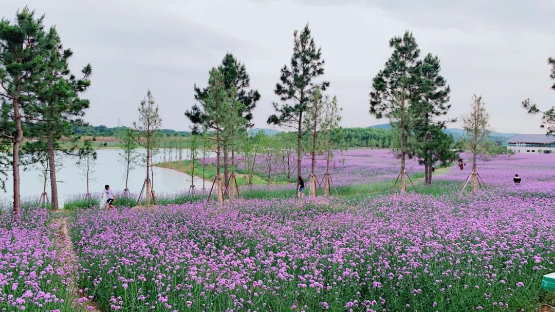 又一所大学要来！高淳，你真的要红了