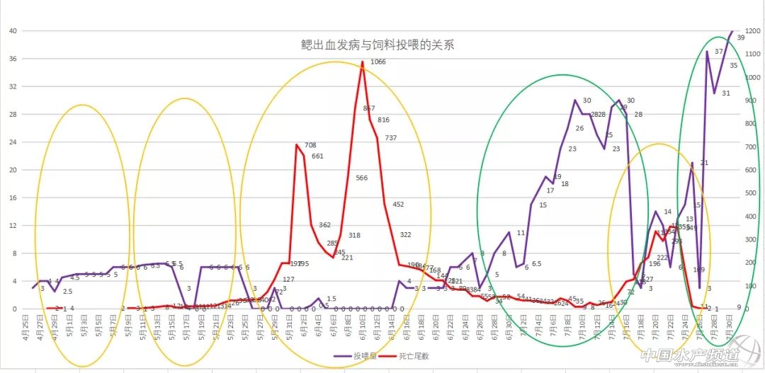 鲫鱼出血病最快的治疗方法,鲫鱼行情最新消息