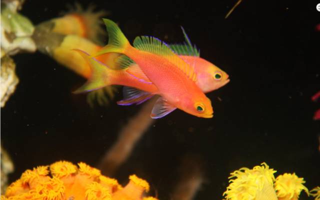 海水疾病,海水鱼疾病图鉴